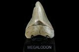 Serrated, Fossil Megalodon Tooth - Aurora, North Carolina #179721-2